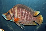 Red Fin 002
