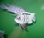 Cynotilapia spec. Gallireya Reef