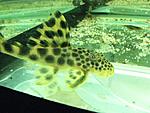 Peckoltia sabaji L075, L124  L301 - L301