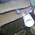 Pseudotropheus kingsizei 