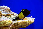  Tropheus moorii 'Ikola'