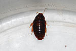 Pycnoscelus femapterus