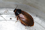 Pycnoscelus sp(Light Mombo Surinamensis)