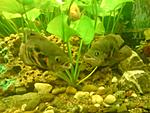DSC00685-  