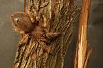 Nhandu Vulpinus