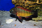 Tropheus moorii 'Ilangi'