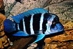 Cyphotilapia frontosa 'blue zaire Moba'
