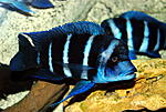 Cyphotilapia frontosa 'blue zaire Moba'