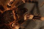 A. geniculata