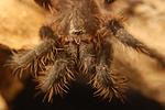 B. albopilosum