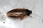 Pycnoscelus  sp Mombo Tanzania