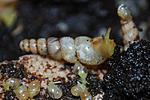 Subulina octana