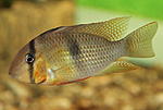 Guianacara Owroewefi 'Grand Laussat' 
