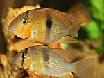 Guianacara Owroewefi 'Grand Laussat' 
  