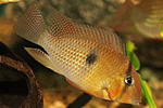 Guianacara Owroewefi 'Grand Laussat' 
