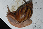 A smithi 2