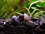 Theodoxus fluviatilis