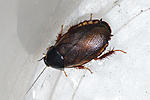 Pycnoscelus sp Malaysia