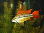 Apistogramma cacatuoides ORANGE 