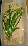 latifoliys