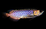 arowana fiol