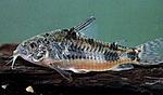 c.paleatus4