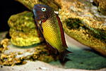 Tropheus moorii 'Ilangi'