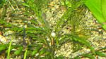 Hygrophila pinnatifida