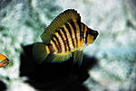 Altolamprologus compressiceps 'gold'