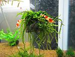 moss sp. "Tiangaro Roraima"