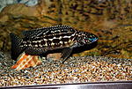 Lepidiolamprologus kendalli