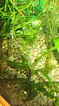 Hygrophila pinnatifida