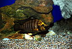 Altolamprologus compressiceps "Golden head"