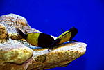 Tropheus moorii 'Ikola'