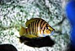 Altolamprologus compressiceps 'gold'