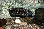 Lepidiolamprologus kendalli