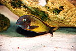 Tropheus moorii 'Ilangi'