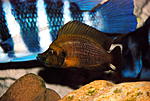 Altolamprologus compressiceps "Golden head"
