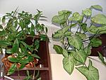 DSC04868  