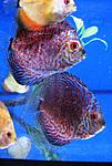  20 2 11 Red Magik Discus 012 1