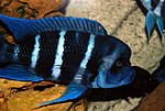 Cyphotilapia frontosa 'blue Zaire Moba'