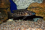 Lepidiolamprologus kendalli