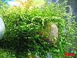 Peacock Moss )))