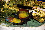 Tropheus moorii 'Ilangi'