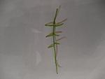 IMG 4875
