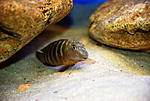 Eretmodus cyanostictus Mpimbwe