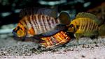 Altolamprologus Compressiceps Gold Head Kasanga