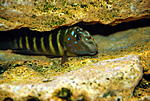 Eretmodus cyanostictus Mpimbwe
