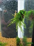 moss sp. "Tiangaro Roraima"
