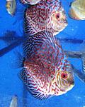  20 2 11 Red Magik Discus 007  1